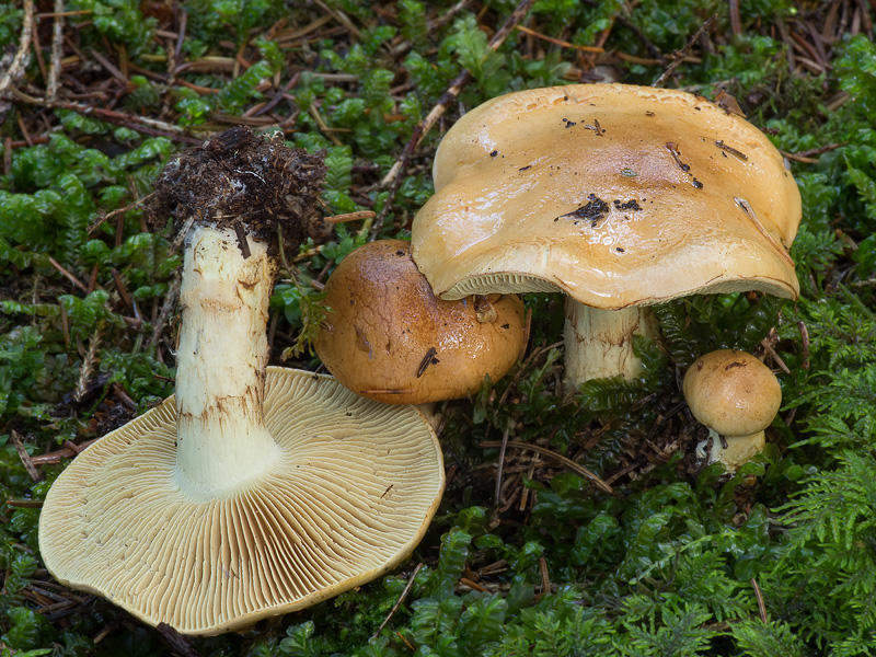 Cortinarius percomis